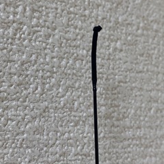 竿ダイワ  ヘラ竿セット🪣🎣の画像