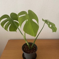 モンステラ　コンパクタの画像
