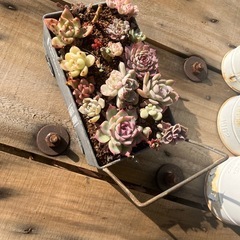 多肉植物　ブリキカート　寄せ植えの画像