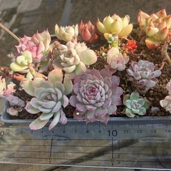 多肉植物　ブリキカート　寄せ植えの画像