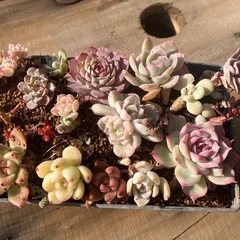 多肉植物　ブリキカート　寄せ植えの画像