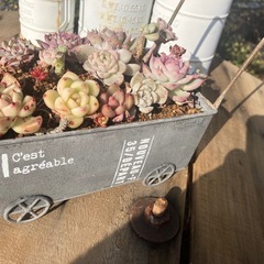 多肉植物　ブリキカート　寄せ植えの画像