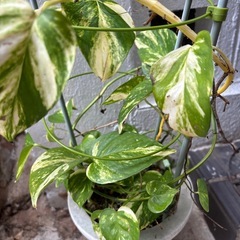 ポトスの画像