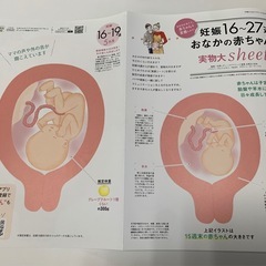 中期のたまごクラブの画像