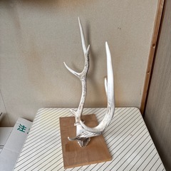 鹿の角の画像