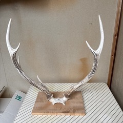 鹿の角の画像