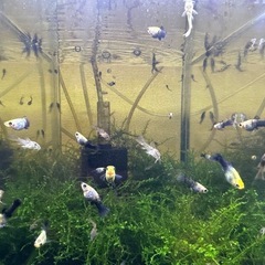 🐠ゴールデンブラックモーリー 全長±1.5〜2㎝ 1匹80円【在庫4匹】自家繁殖個体 No.03の画像