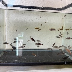 ブラックサムライまとめて
の画像