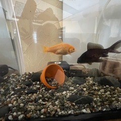 金魚2匹(黒デメキン、和金)の画像