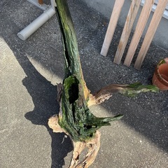 巨大流木(アク抜き済)の画像