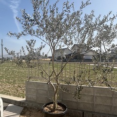 オリーブの木【おまけ付き】の画像