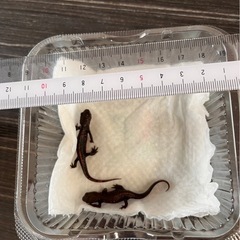 アカハライモリの画像