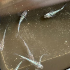 ラスト　ネプチューンメダカ　13匹　オマケ付きの画像