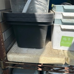 まとめメダカ水槽の画像