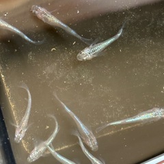 ラスト　ネプチューンメダカ　13匹　オマケ付きの画像