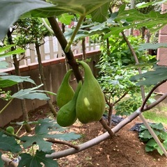 イチジク穂木5本　バナーネの画像