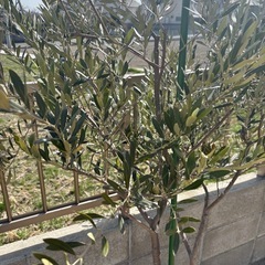 オリーブの木の画像