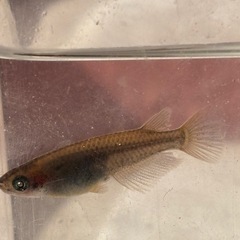 ゴルゴーンメダカ　ブルーアイ　1ペアの画像