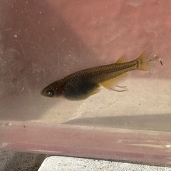 ゴルゴーンメダカ　ブルーアイ　1ペアの画像