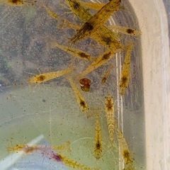 ミナミヌマエビ100匹1000円の画像