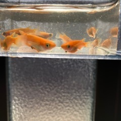 メダカ　紅華 5ペア
の画像