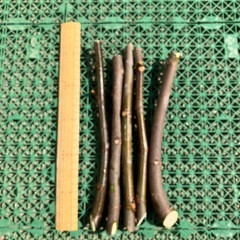 イチジク穂木5本　バナーネの画像