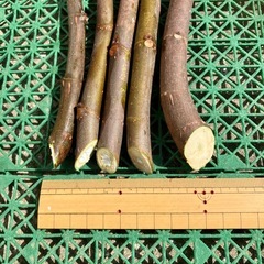 イチジク穂木5本　バナーネの画像