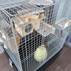 小動物用ペットケージの画像