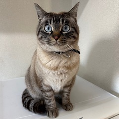 シャムmixの女の子