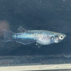 メダカ　レックウザ　1ペアの画像