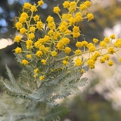 ミモザ2026③の画像