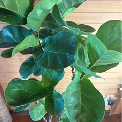 カシワバゴムノキ①の画像