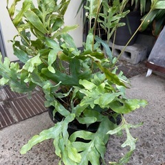 観葉植物　フレボディウム・ブルースターの画像