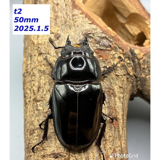 ニジイロPMR-R幼虫10頭、タランドゥストリオ