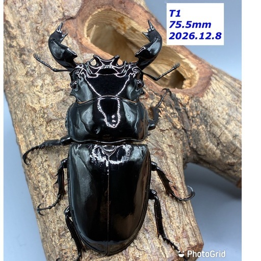 ニジイロPMR-R幼虫10頭、タランドゥストリオ