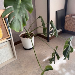 モンステラ　(2つ)の画像