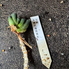 玉扇3種　多肉植物の画像