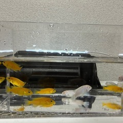 2/23限定⑥シクリッド9匹の画像