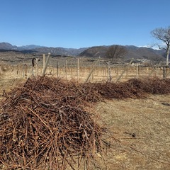 ブドウの木の画像