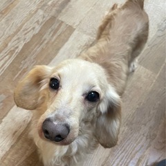 食べるより寝るより人が好き！！ダックスのショコラ君