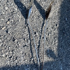 ドラッグスター400 シーシーバーの画像