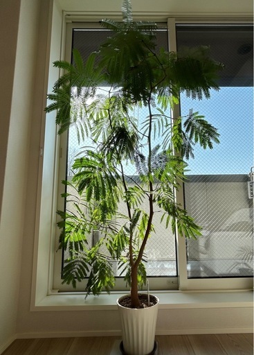 エバーフレッシュ160cm