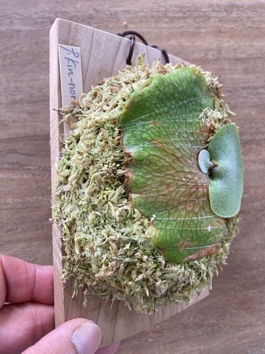 ビカクシダ Platycerium kin-norn FSQ 