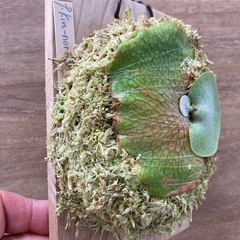 ビカクシダ Platycerium kin-norn FSQ の画像