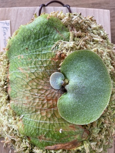 ビカクシダ Platycerium kin-norn FSQ 