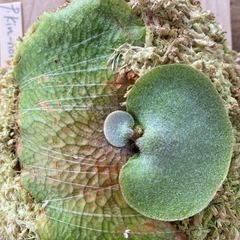 ビカクシダ Platycerium kin-norn FSQ の画像