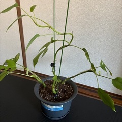 モンステラ③の画像