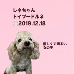 レネちゃん☆里親募集中