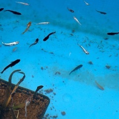 メダカ選別外ミックス30匹の画像