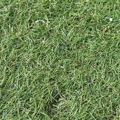 ベランダ用 人工芝 マットの画像